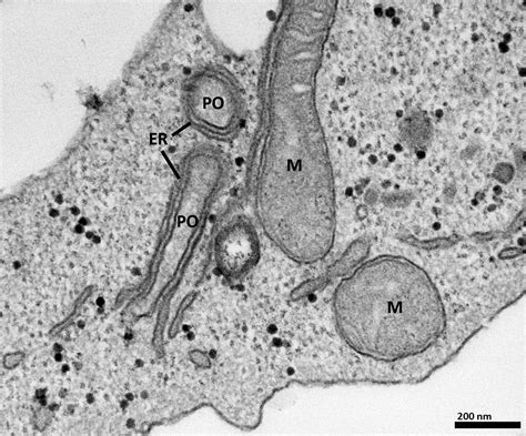electron microscope images  cell organelles