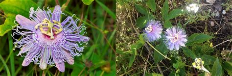 A Comprehensive Guide To Purple Wildflowers In North Carolina