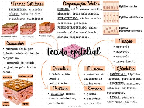 Mapa Mental Tecido Epitelial Histologia Tecido Epitelial Histologia