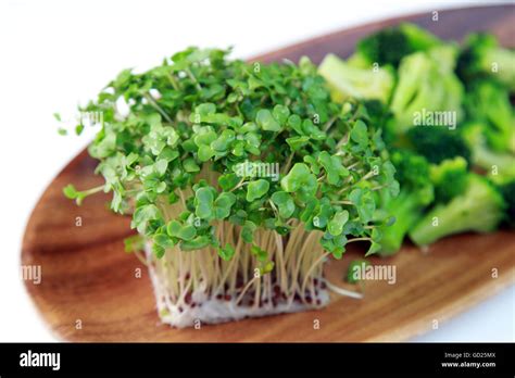 Broccoli Sprouts Hi Res Stock Photography And Images Alamy