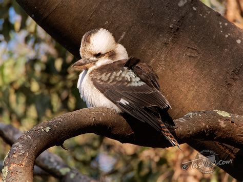 Laughing Kookaburra Tasview