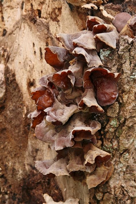 Auricularia Fuscosuccinea Gu A General De Macrohongos De Costa Rica