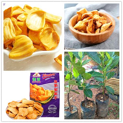 5pcs Tropical Jackfruit Tree Seeds Pack - BestSeedsOnline.com - Free Shipping Worldwide