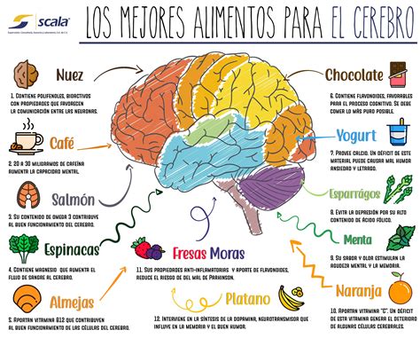 Scala Sa De Cv La Inteligencia Y La Memoria No S Lo Se Nutren De La