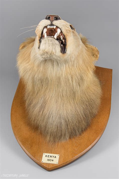 Taxidermy Lion Head by Army & Navy - Taxidermy Jungle