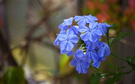 Wallpaper 1920x1200 Px Blue Flowers Macro Nature 1920x1200