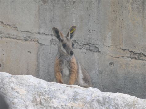 The Online Zoo - Yellow-footed Rock Wallaby