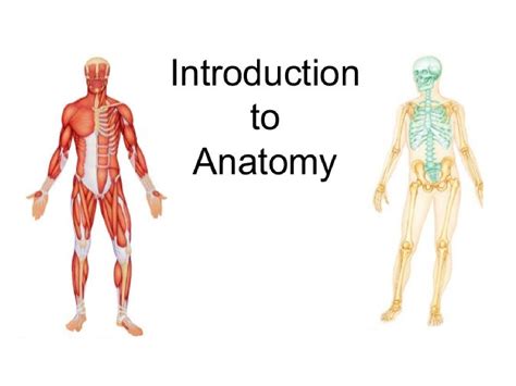 Solution Anat Human Anatomy Anatomy Intro Studypool