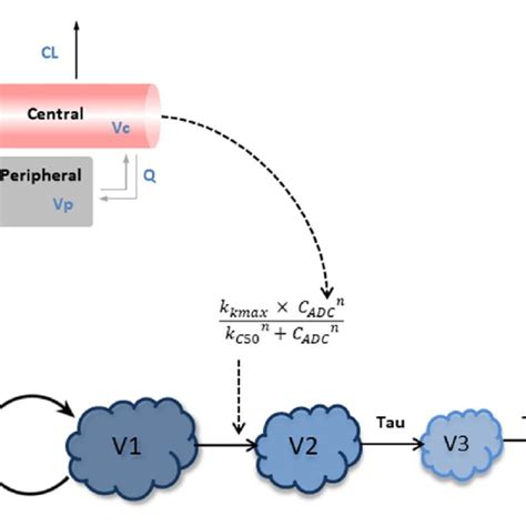 PK PD Model Used For The Mouse Tumor Growth Inhibition Modeling A