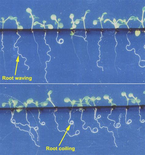 ESA - Plant growth experiment starts in Columbus