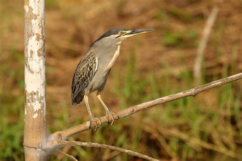 Wallpaper Birds Park Wildlife Tropical Africa Mangrove African