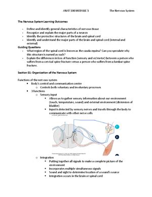 Intro To Anatomy ANAT 100 Module 04 Muscles Basics Learning Outcomes