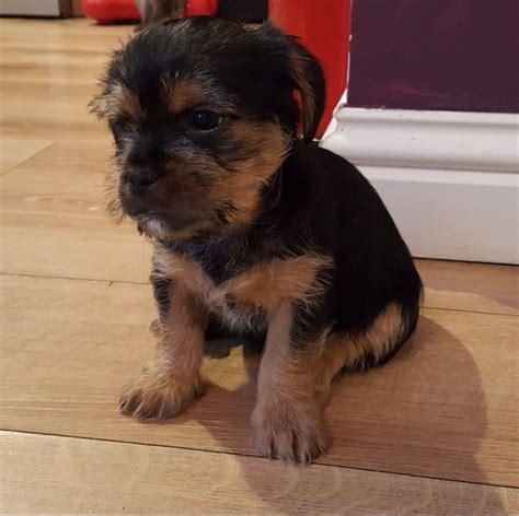 Shorkie puppies | in Exeter, Devon | Gumtree