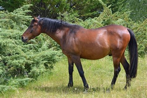 Pur Sang Anglais Le Cheval Pur Sang Anglais Les Animaux Les