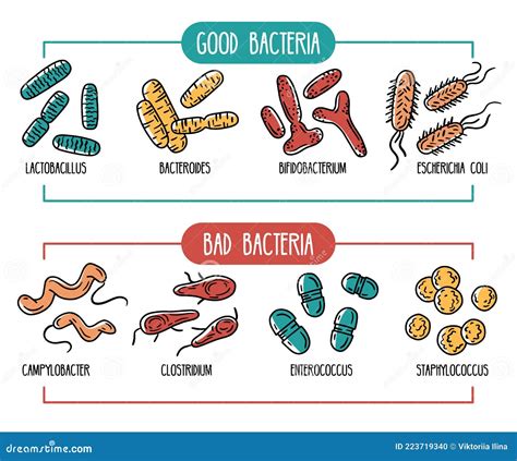 Vector Infographics Of The Human Gut Microbiota CartoonDealer