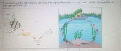 The Models Show The Life Cycles Of A Fish And A Frog Explain Why These