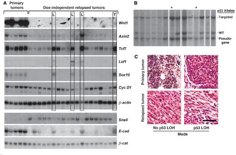 Figure 1 From Tumor Escape In A Wnt1 Dependent Mouse Breast Cancer