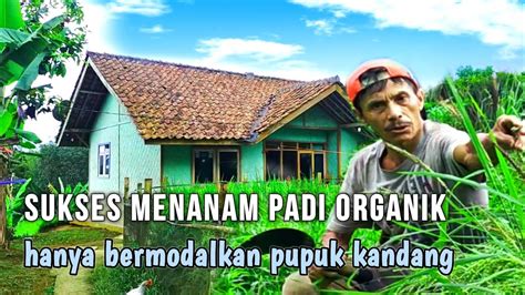 Kampung Ciranjang Ternyata Ada Petani Yang Berhasil Menanam Padi