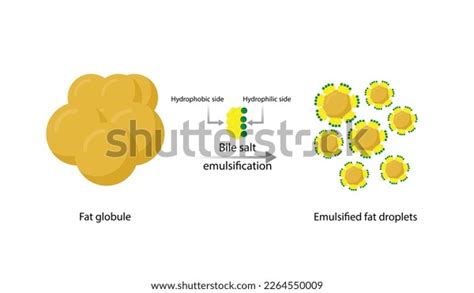 Fat Emulsification Fat Molecules Lipid Droplets Stock Vector Royalty Free 2264550009