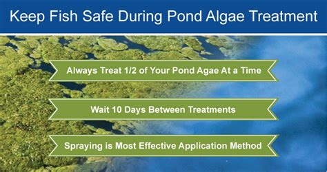 Will Pond Algae Treatments Hurt My Fish? | Sanco Industries