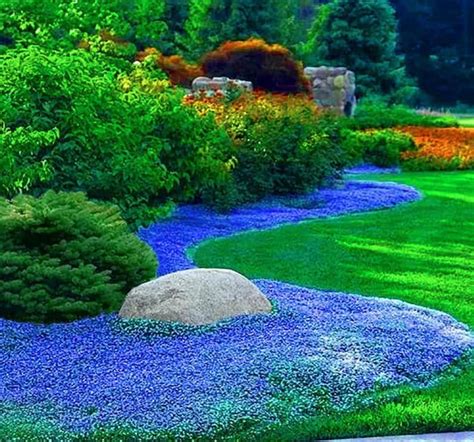 Heirloom Blue Creeping Thyme Seeds Easy Grow Fragrant Ground Cover