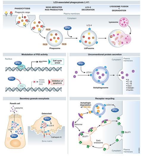 emerging roles  atg  human health  disease pmc
