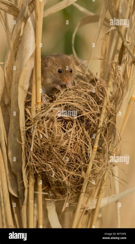 mouse nest  res stock photography  images alamy