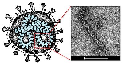 New Insights Into Covid Chemistry University Of York