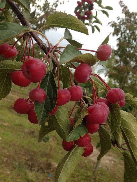 Malus Hupehensis Green Mile Trees Green Mile Trees