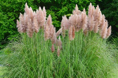 Keep Pink Pampas Grass In A Vase But Out Of Your Garden Here S Why