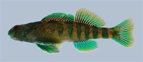 Greenside darter - Alchetron, The Free Social Encyclopedia