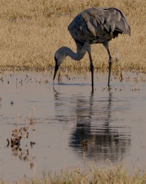 November 2015 - Birds Merced Wildlife Refuge