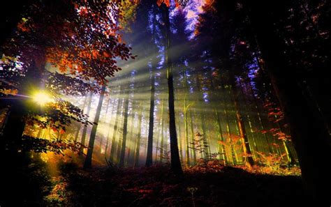 Forest At Sunset Wallpapers - Wallpaper Cave