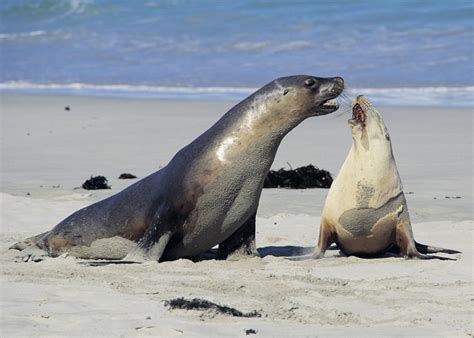 Fact File Australian Fur Seal Arctocephalus Pusillus Doriferus