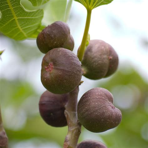 Fig Tree Care Guide How And When To Plant Fig Trees 41 Off