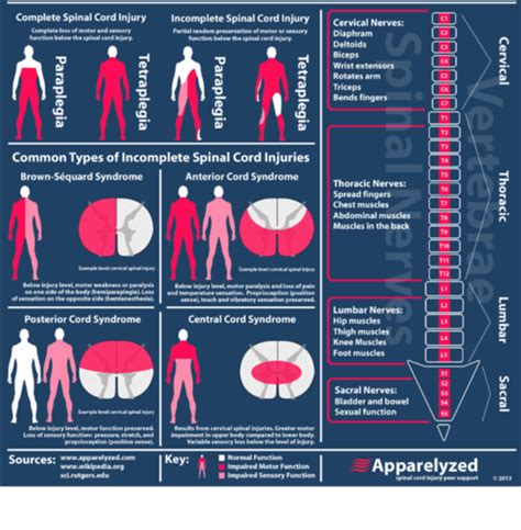 Spinal Cord Injuries Flashcards Quizlet