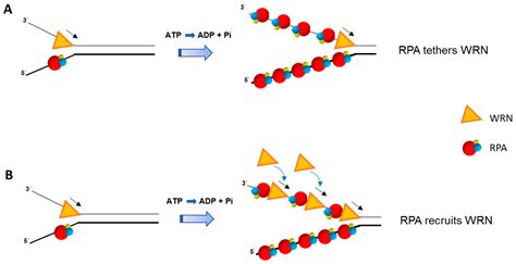 Single Stranded Binding Protein