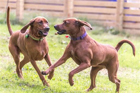 5 Best Redbone Coonhound Breeders In The Us