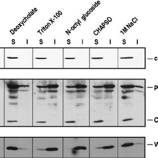 Solubilization Of Vif And Gag HIV 1 Infected H9 Cells Were Lysed In