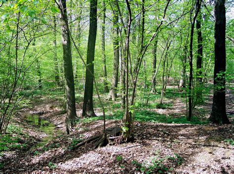 Parco Delle Groane E Della Brughiera Briantea Galleria Fotografica