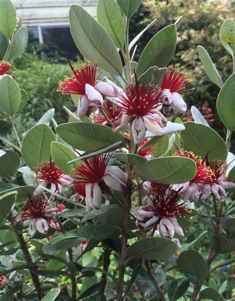 Feijoa Sellowiana Tree