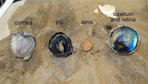 Cow Eye Dissection Diagram Labeled