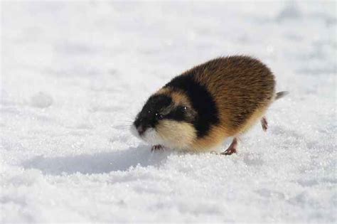 Lemmings Are Small Rodents Usually Found In Or Near The Arctic In