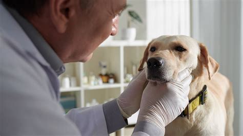 Why a dog has red eyes: causes and treatment