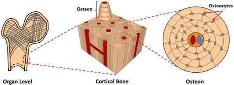 Bone Cells Osteocytes Diagram