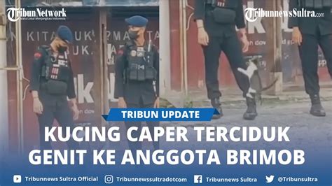 Viral Bikin Gemas Lihatnya Kucing Caper Ke Anggota Brimob Warganet