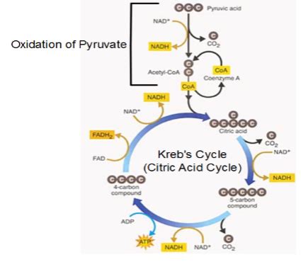 Biology Unit Oxidation Of Pyruvate And Krebs Cycle Diagram Quizlet