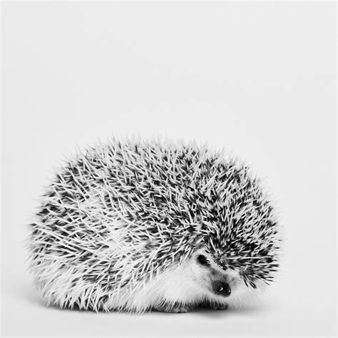 210 Fantasy Narnia Hedgehog Names Ideas (2023), 53% OFF