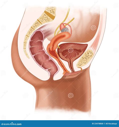 Female Reproductive System Stock Illustration Illustration Of Urethra 23478868