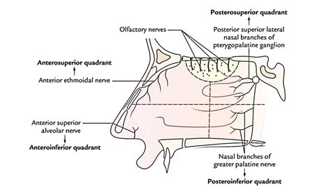 Easy Notes On 【nasal Cavity】learn In Just 4 Minutes